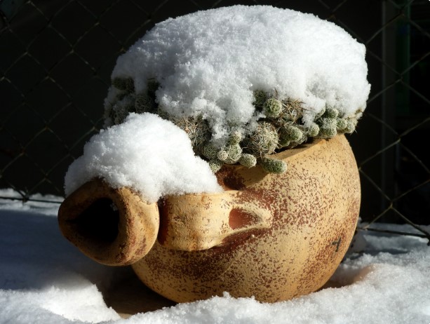 уличные горшки для цветов морозостойкие уличные горшки для цветов морозостойкие